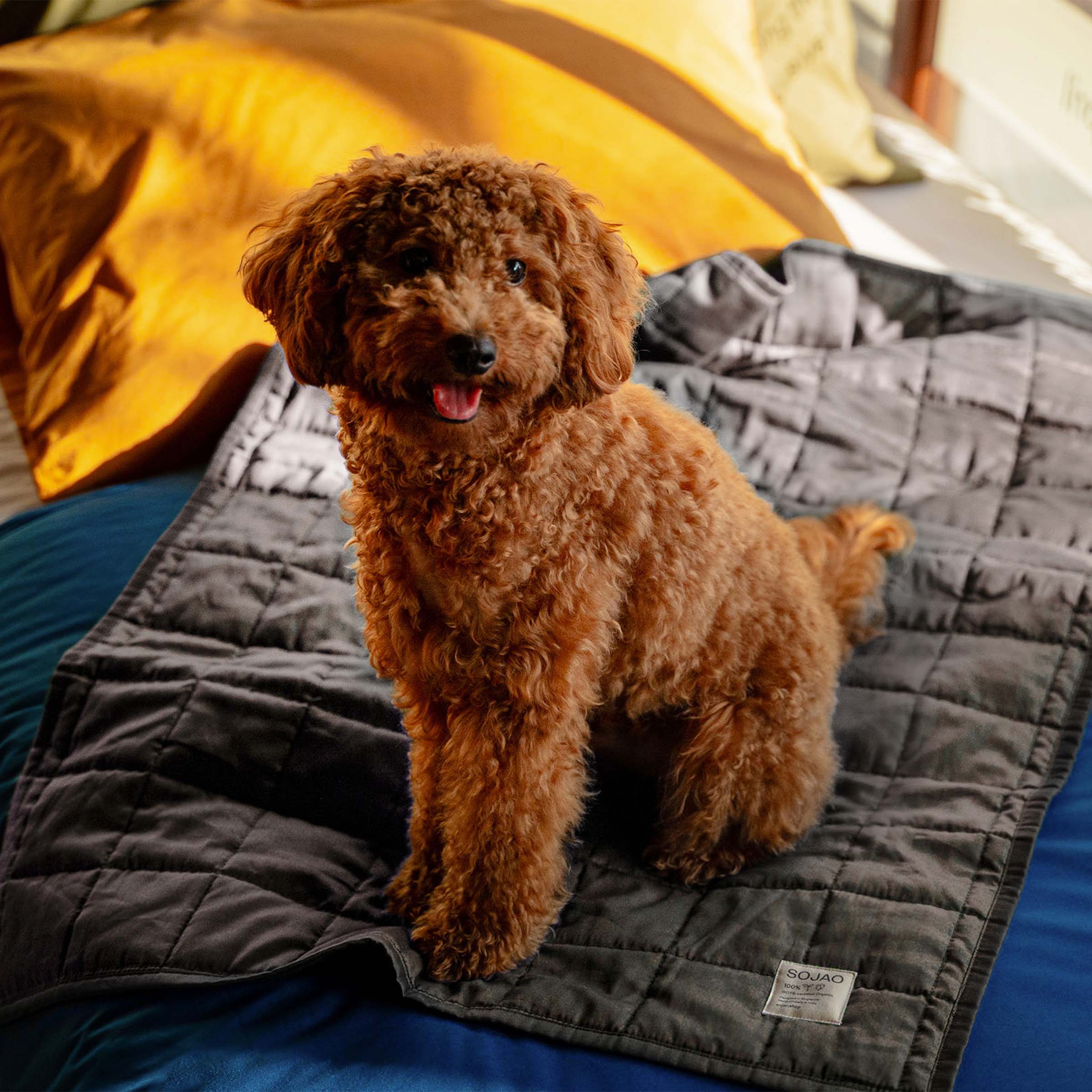 Organic Cotton Pet Quilts